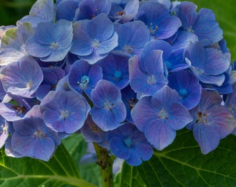 Penny Mac Hydrangea, 1 foot tall now and well established, Gorgeous bigleaf hydrangea with eye catching blue or pink blooms, shade tolerant