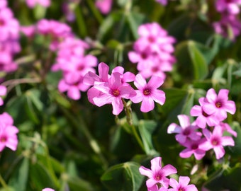 Pink Oxalis Plants, Oxalis articulata also known as Pink Sorrel, Wood Sorrel, False Shamrock, Love Plant, Perfect groundcover
