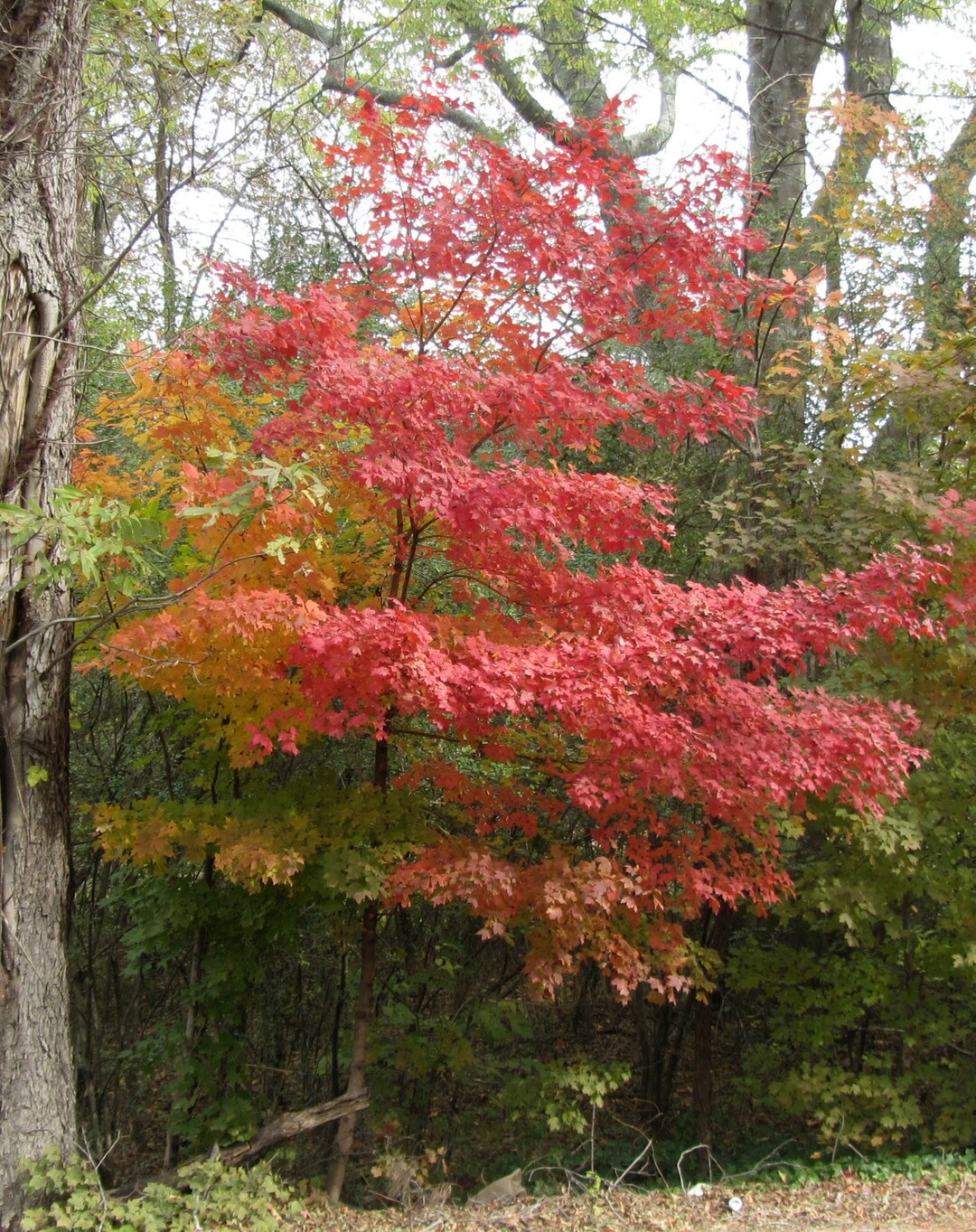 Chalk Maple Tree RARE & STUNNING Fall Color 1 to 2 Ft Tall Now Dormant ...
