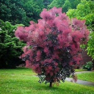 Smokebush, Royal Purple Smoketree, 2 to 4 ft tall now, Around 3 years old,  Eye-catching purple leaves, Long-blooming