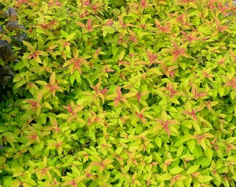 Goldflame Spirea Starter Plant, Loved for its brightly colored leaves, Compact size is great for small yards