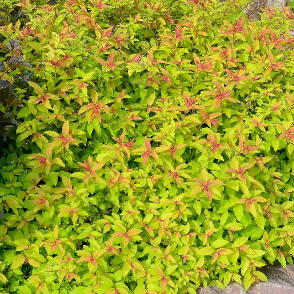 Goldflame Spirea Starter Plant, Loved for its brightly colored leaves, Compact size is great for small yards