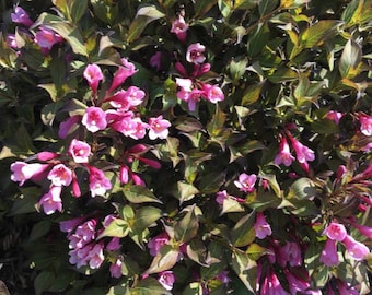 Weigela Java Red, 1 to 2 feet tall now, Gorgeous red/pink reblooming small shrub, Pollinator magnet