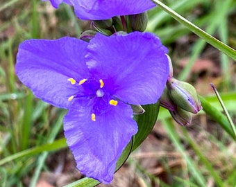 Ohio Spiderwort Plant, 3 years old and well established, Gorgeous blue blooms, long blooming season, edible Eastern US native plant