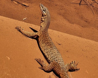 A Photo of Fern the Sand Goanna