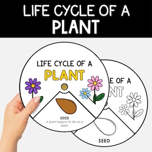 May include: Two circular educational charts titled LIFE CYCLE OF A PLANT. One chart is colored with a purple flower, a pink flower, a blue flower, and a brown seed. The other chart is a black and white outline version for coloring.