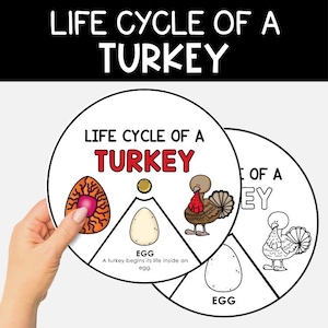 Op de afbeelding: Een cirkelvormige educatieve kaart met de titel LIFE CYCLE OF A TURKEY, met kleurrijke illustraties van een ei en een kalkoen. De kaart bevat tekst die de ontwikkelingsfasen beschrijft, met een tweede zwart-witversie erachter zichtbaar.