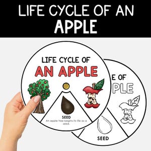 May include: A circular educational chart titled LIFE CYCLE OF AN APPLE featuring colourful illustrations of an apple tree, a seed, and a core. The chart includes text labels such as SEED and the sentence An apple tree begins its life as a seed.