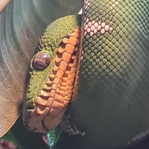 Tree snake