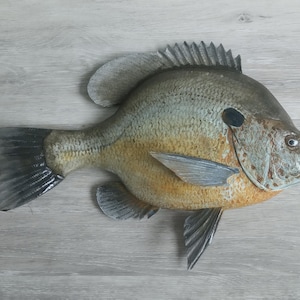 Taxidermy sunfish - Etsy 日本