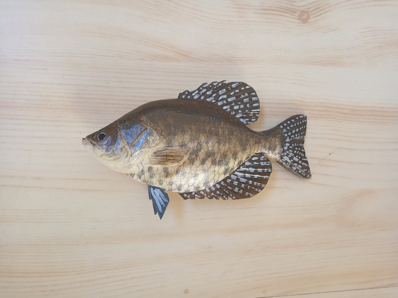 Black crappie, Pomoxis nigromaculatus, 5-10 inches 3D wooden fish, both sides hand carved and painted, fishing trophy, fish carving 6 inch