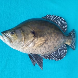 Black crappie, Pomoxis nigromaculatus, 5-10 inches 3D wooden fish, both sides hand carved and painted, fishing trophy, fish carving 10 inch