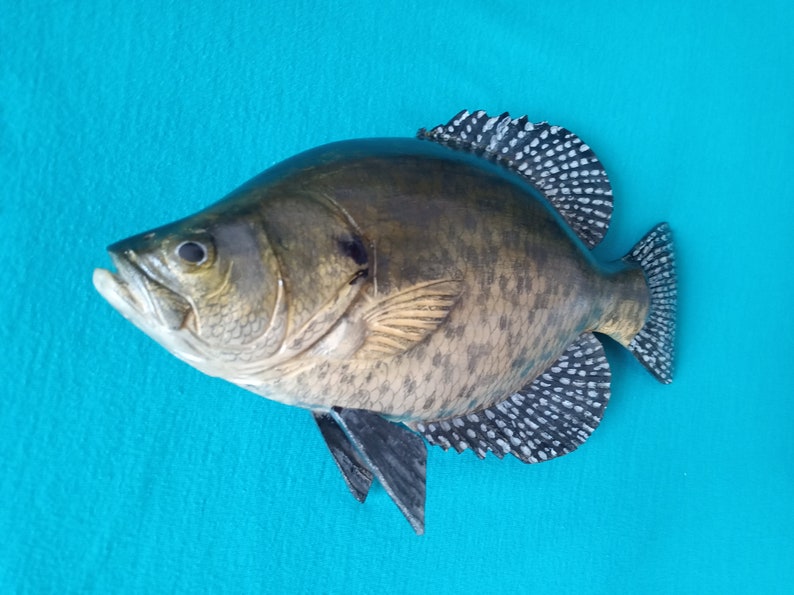 Black crappie, Pomoxis nigromaculatus, 5-10 inches 3D wooden fish, both sides hand carved and painted, fishing trophy, fish carving 10 inch