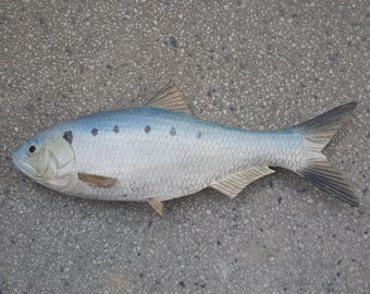 Alose finte, Alosa fallax, Twaite shad, 11-15 inches 3D wooden fish, both sides hand carved and painted, fish carving,