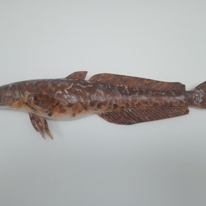 Burbot, Lota lota, Freshwater cod, 11-15 inch 3D wall wooden fish, carved and painted on one side, wood carving, fish carving 15 inch