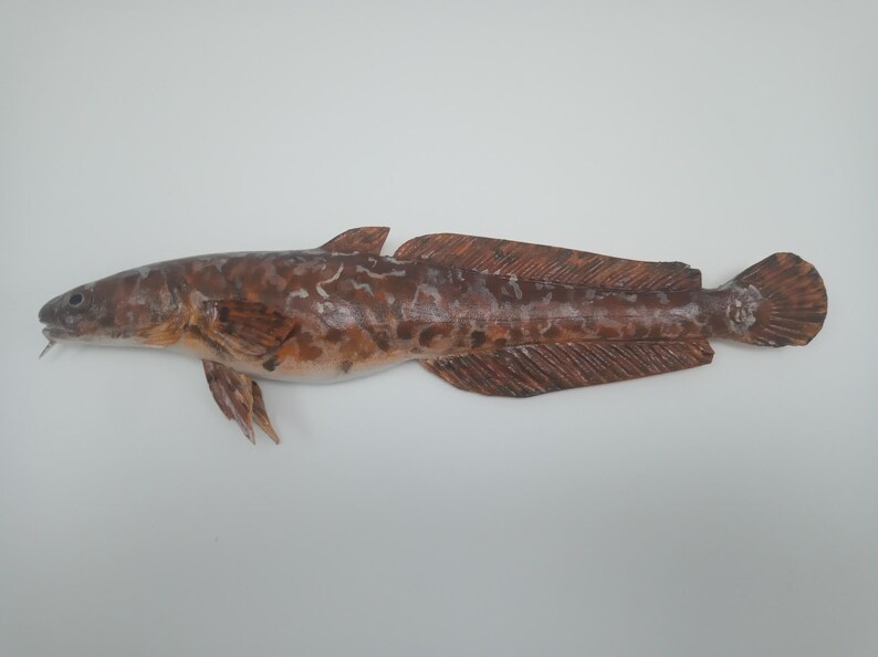 Burbot, Lota lota, Freshwater cod, 11-15 inch 3D wall wooden fish, carved and painted on one side, wood carving, fish carving 15 inch