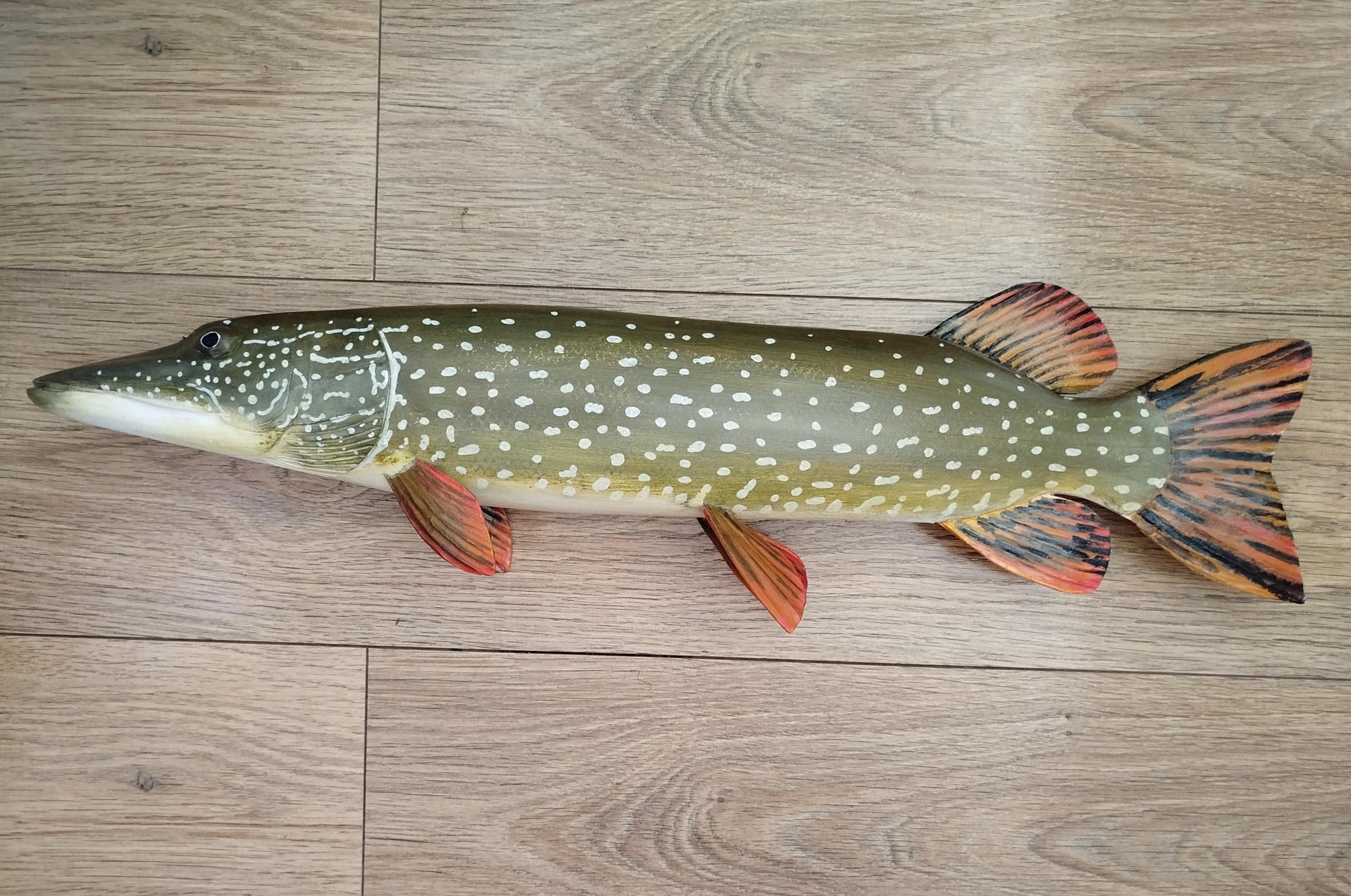 標本 Odontolabis nobuhikoi rare 24mm Northern Pike, Esox Lucius, Pike, 21-25 Inches 3D Wooden Fish