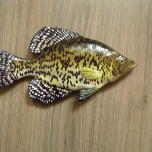 Black crappie, Pomoxis nigromaculatus, 5-10 inches 3D wooden fish, both sides hand carved and painted, fishing trophy, fish carving image 7