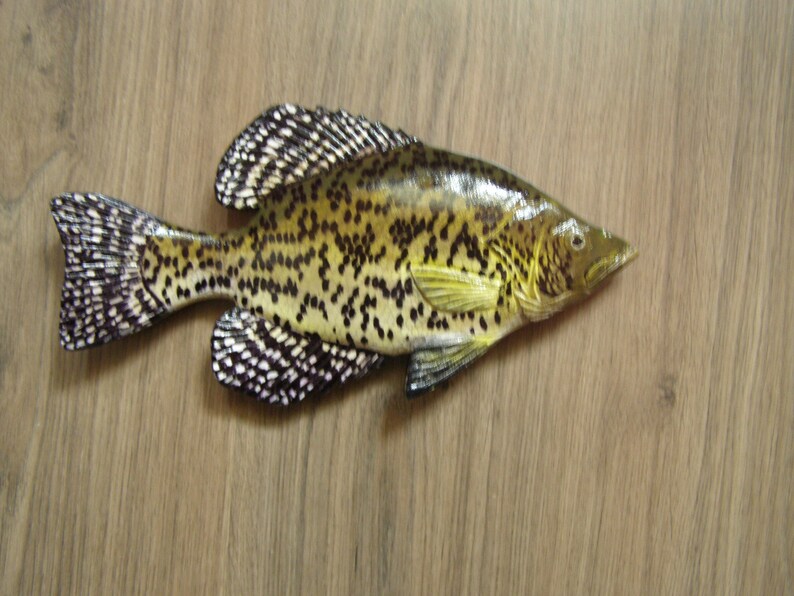 Black crappie, Pomoxis nigromaculatus, 5-10 inches 3D wooden fish, both sides hand carved and painted, fishing trophy, fish carving image 7