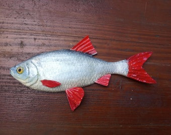 Common Rudd, Scardinius erythrophthalmus, 5-10 inches 3D wall wooden fish, one side hand carved and painted, fishing trophy, fish carving