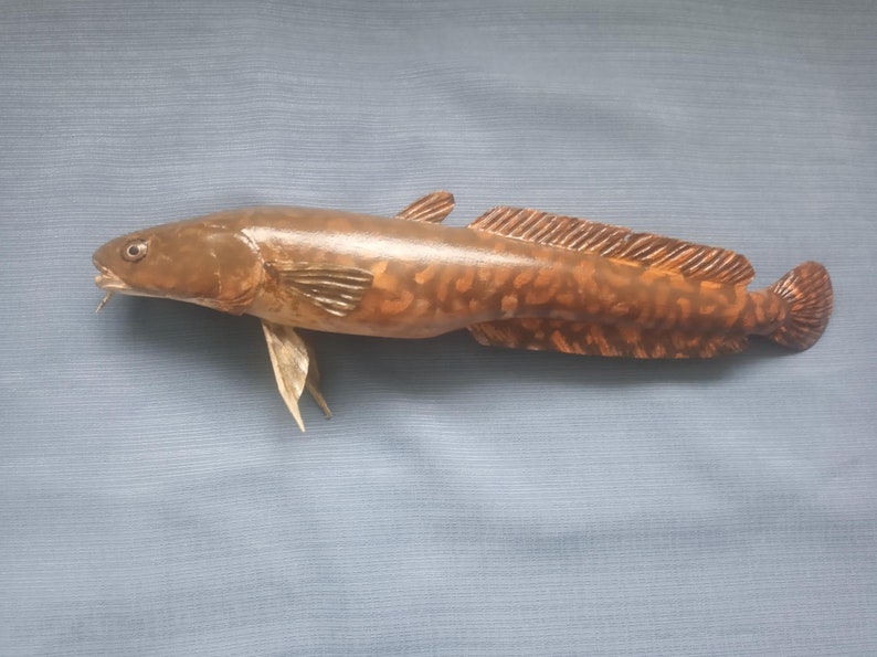 Burbot, Lota lota, Freshwater cod, 11-15 inch 3D wall wooden fish, carved and painted on one side, wood carving, fish carving 12 inch