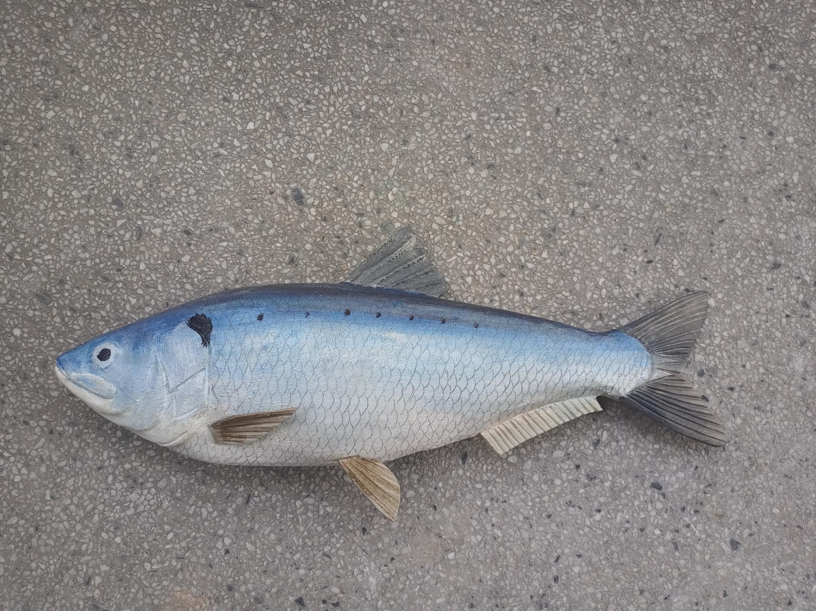 Alosa Alosa, Allis Shad, Grande Alosa, 11-15 Inches 3D Wooden Fish ...