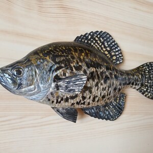 Black crappie, Pomoxis nigromaculatus, 5-10 inches 3D wooden fish, both sides hand carved and painted, fishing trophy, fish carving 8 inch