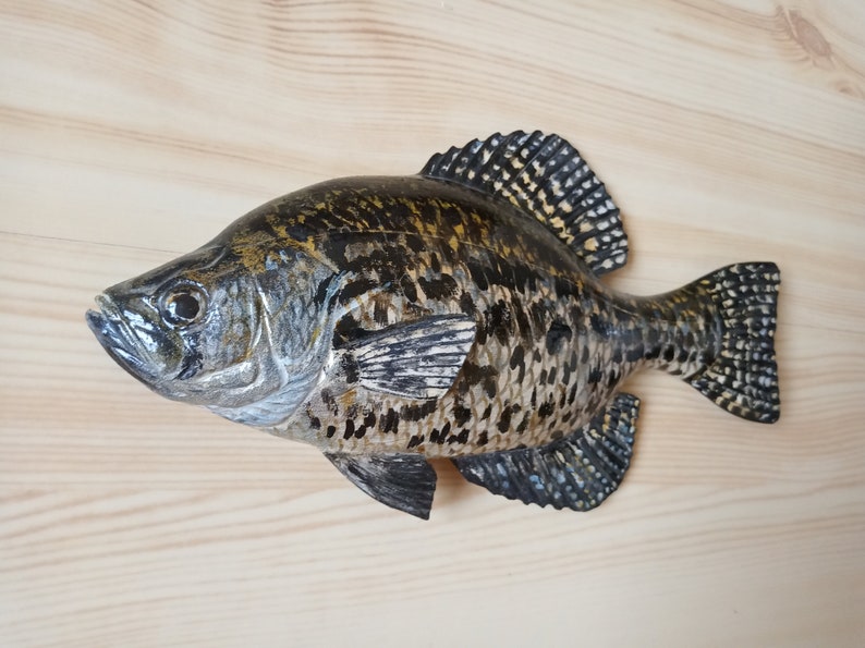 Black crappie, Pomoxis nigromaculatus, 5-10 inches 3D wooden fish, both sides hand carved and painted, fishing trophy, fish carving 8 inch