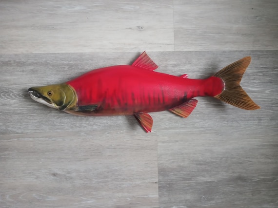 Spawning Male Sockeye Salmon, Oncorhynchus Nerka, Red Salmon, 16