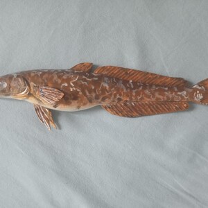 Burbot, Lota lota, Freshwater cod, 11-15 inch 3D wall wooden fish, carved and painted on one side, wood carving, fish carving 14 inch