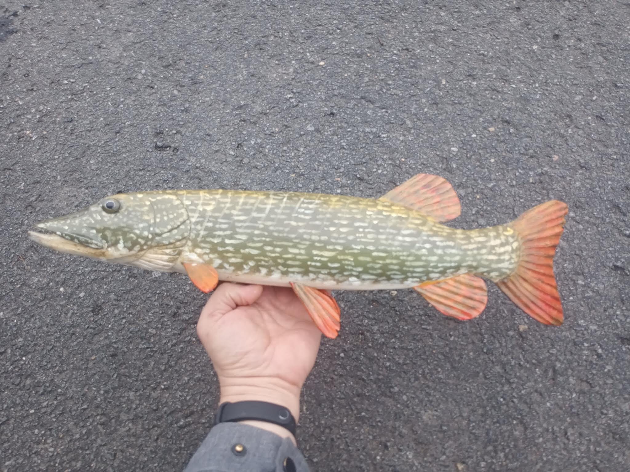 Northern Pike, Esox Lucius, Pike, 21-25 Inches 3D Wooden Fish
