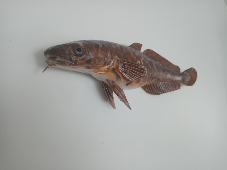 Burbot, Lota lota, Freshwater cod, 11-15 inch 3D wall wooden fish, carved and painted on one side, wood carving, fish carving image 8