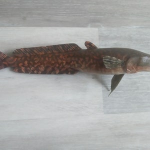 Burbot, Lota lota, Freshwater cod, 11-15 inch 3D wall wooden fish, carved and painted on one side, wood carving, fish carving 13 inch