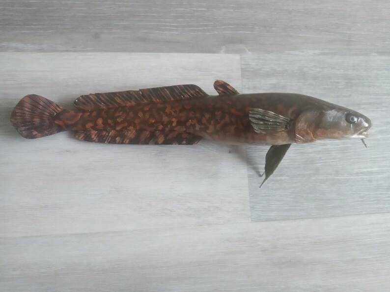 Burbot, Lota lota, Freshwater cod, 11-15 inch 3D wall wooden fish, carved and painted on one side, wood carving, fish carving 13 inch