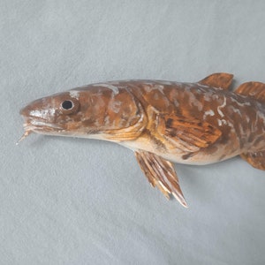 Burbot, Lota lota, Freshwater cod, 11-15 inch 3D wall wooden fish, carved and painted on one side, wood carving, fish carving image 9