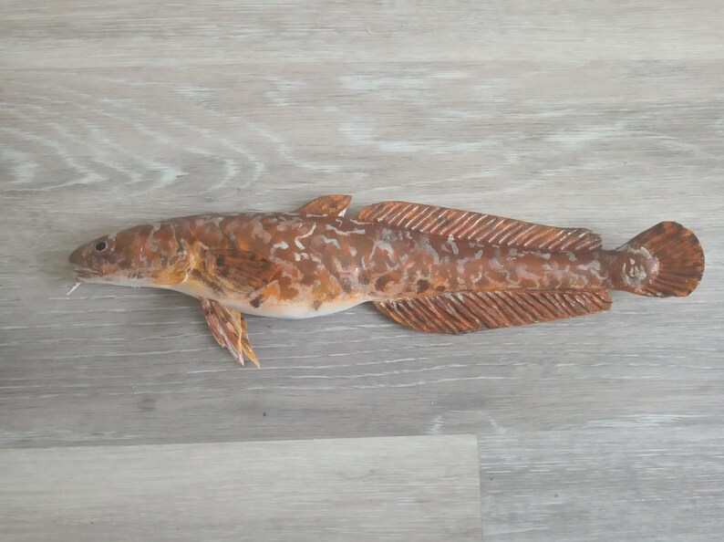 Burbot, Lota lota, Freshwater cod, 11-15 inch 3D wall wooden fish, carved and painted on one side, wood carving, fish carving 11 inch