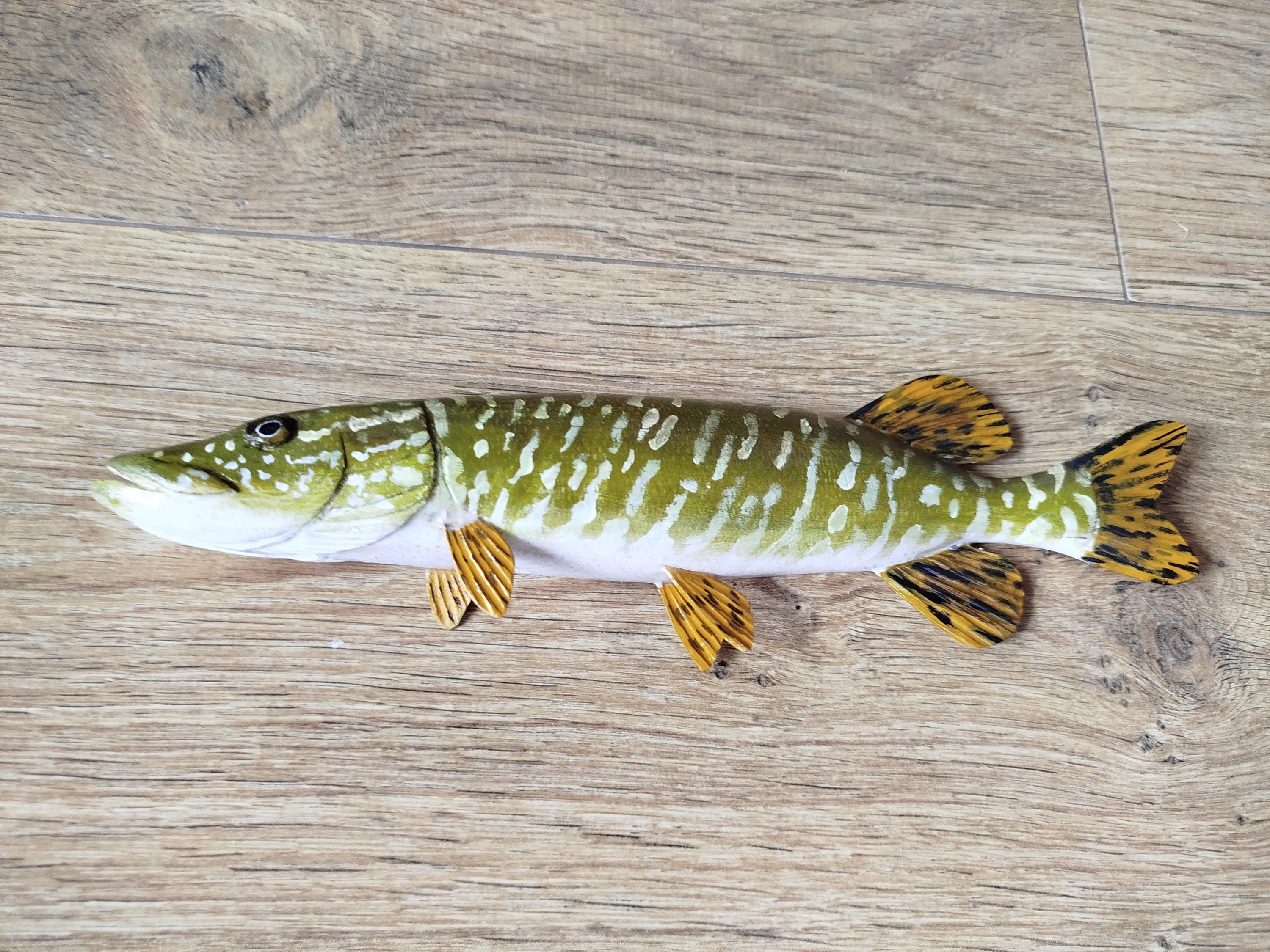 ◇Blue Fish Gold◇Esox Lucius◇２３cm Esox lucius