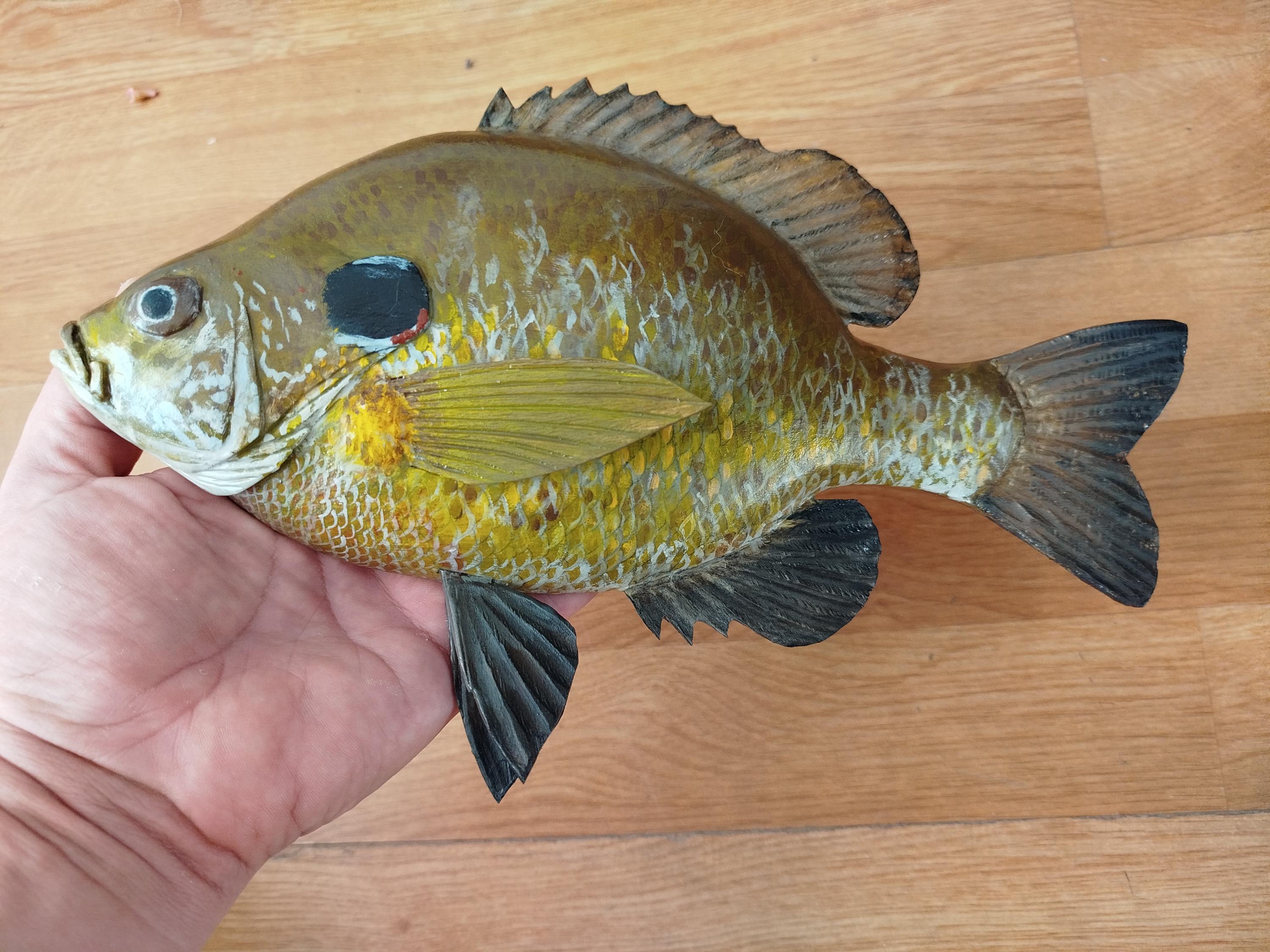 Taxidermy sunfish - Etsy 日本