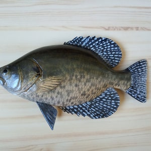 Black crappie, Pomoxis nigromaculatus, 5-10 inches 3D wooden fish, both sides hand carved and painted, fishing trophy, fish carving image 4