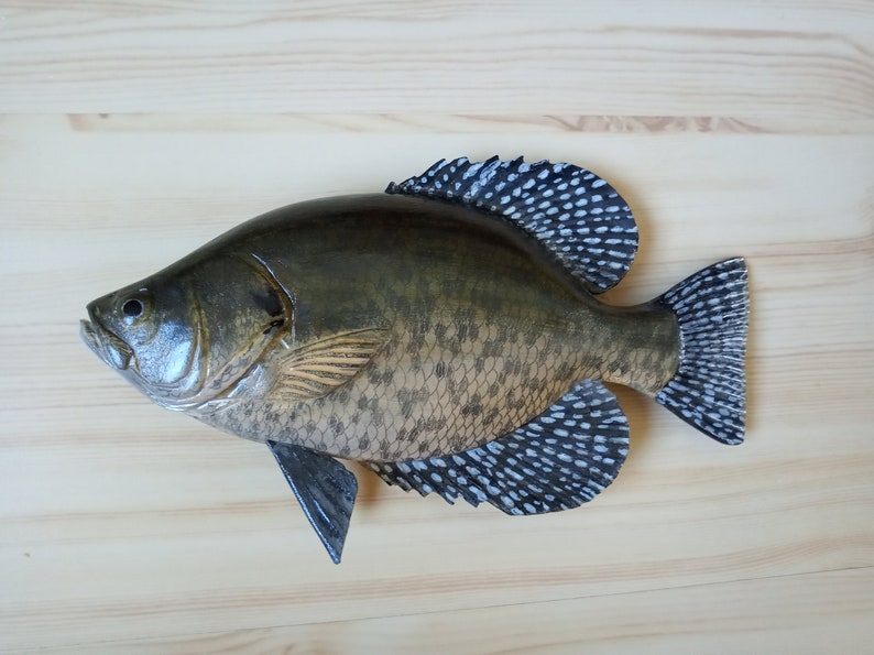 Black crappie, Pomoxis nigromaculatus, 5-10 inches 3D wooden fish, both sides hand carved and painted, fishing trophy, fish carving image 4