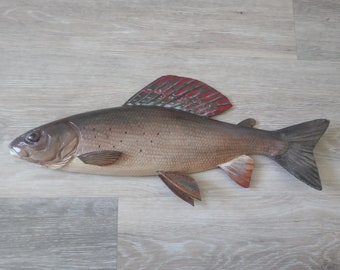 Tímalo europeo, Thymallus thymallus, pez de madera de pared 3D de 11-15 pulgadas, un lado tallado y pintado a mano, tímalo, talla de pescado