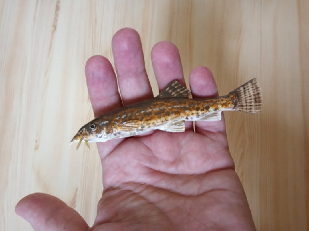 Barbatula Barbatula, Stone Loach, 8-21 Cm 3D Wooden Fish, Both Sides ...