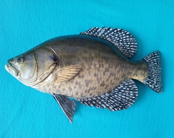 Black crappie, Pomoxis nigromaculatus, 5-10 inches 3D wall wooden fish, one side hand carved and painted, fishing trophy, fish carving