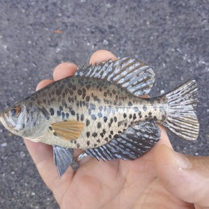 Black crappie, Pomoxis nigromaculatus, 5-10 inches 3D wooden fish, both sides hand carved and painted, fishing trophy, fish carving 5 inch