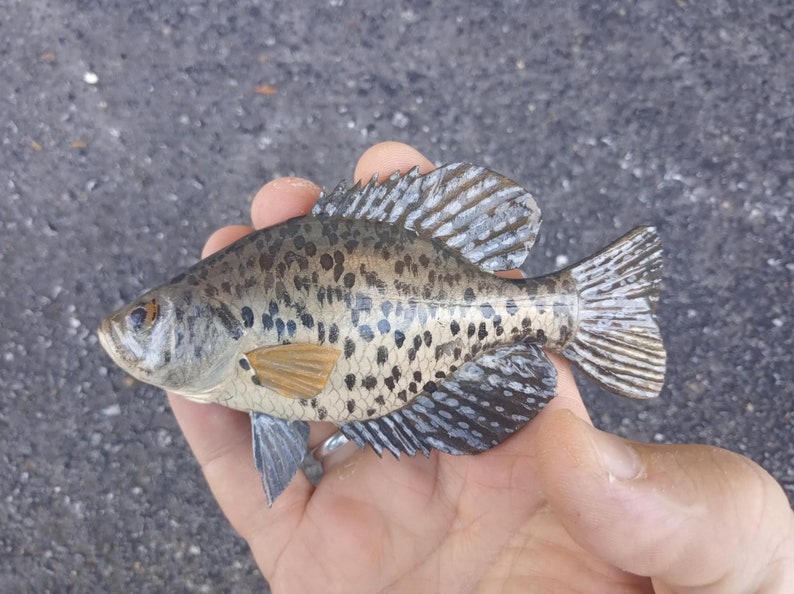 Black crappie, Pomoxis nigromaculatus, 5-10 inches 3D wooden fish, both sides hand carved and painted, fishing trophy, fish carving 5 inch