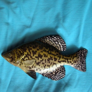 Black crappie, Pomoxis nigromaculatus, 5-10 inches 3D wooden fish, both sides hand carved and painted, fishing trophy, fish carving 9 inch