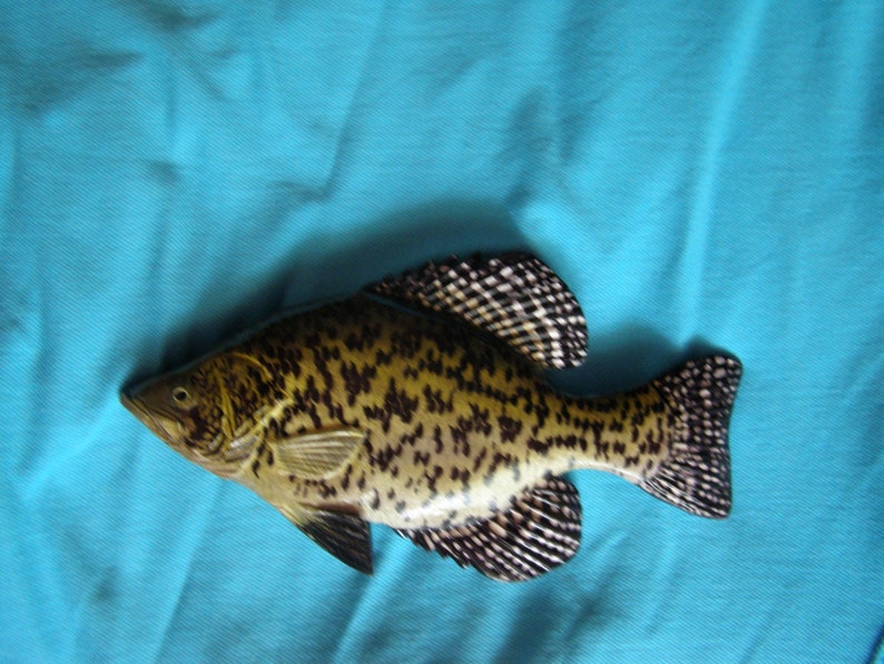 Black crappie, Pomoxis nigromaculatus, 5-10 inches 3D wooden fish, both sides hand carved and painted, fishing trophy, fish carving 9 inch