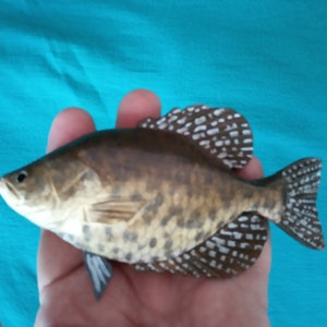 Black crappie, Pomoxis nigromaculatus, 5-10 inches 3D wooden fish, both sides hand carved and painted, fishing trophy, fish carving image 2