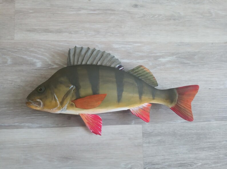 European perch, Perca fluviatilis, 11-15 inches 3D wooden fish, both sides hand carved and painted, perch, common perch, redfin perch image 6