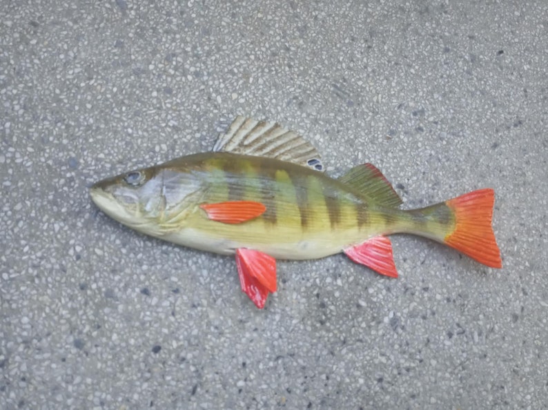 European perch, Perca fluviatilis, 11-15 inches 3D wooden fish, both sides hand carved and painted, perch, common perch, redfin perch 11 inch